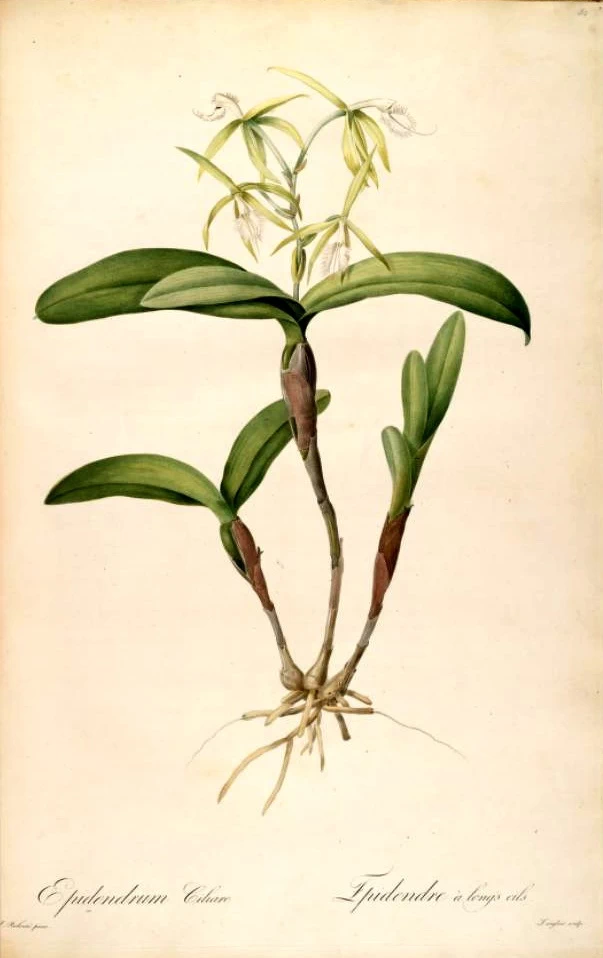 Epidendrum ciliare